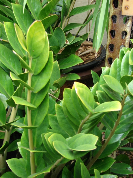 زامیفولیا - معرفی و راهنمای پرورش و نگهداری گیاهان زینتی آپارتمانی